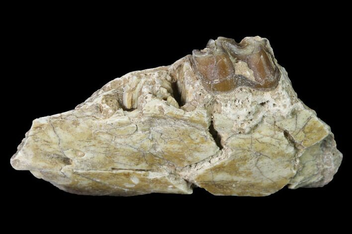 Fossil Horse (Mesohippus) Jaw Section - South Dakota #140889